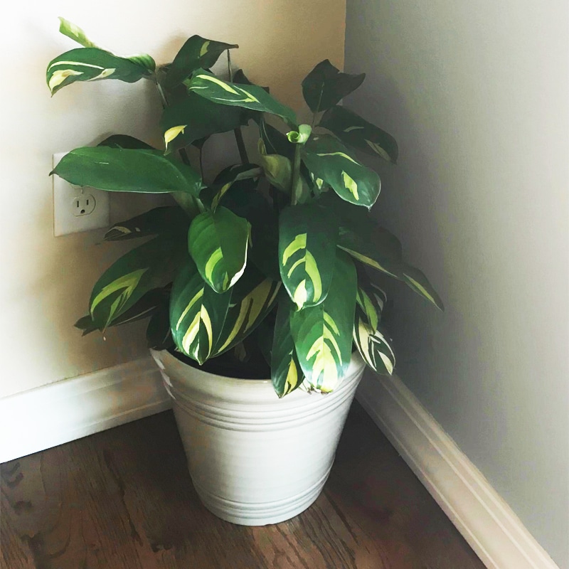 Plants give life to dead areas when staging a home for sale